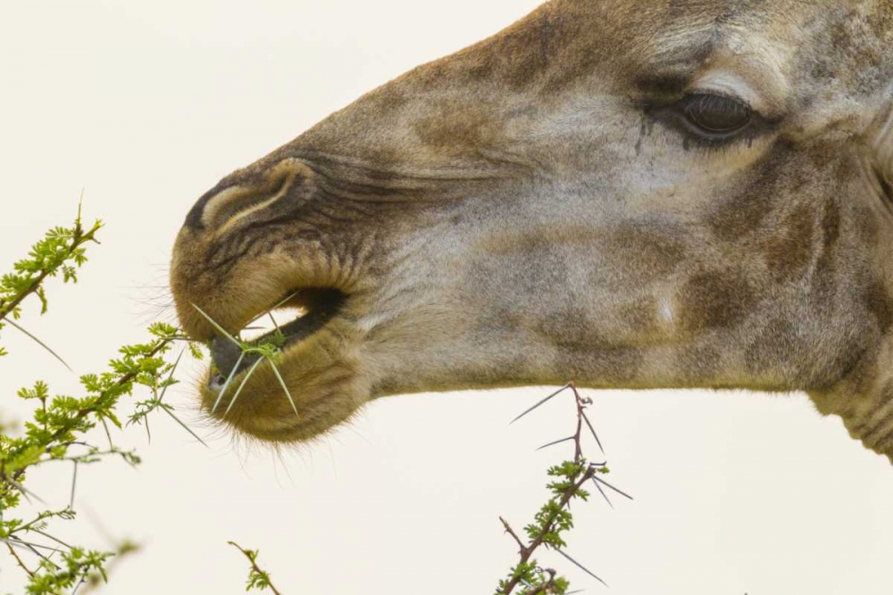 South Africa Giraffe feeding on acacia leaves